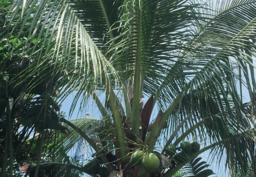 IMG 0001